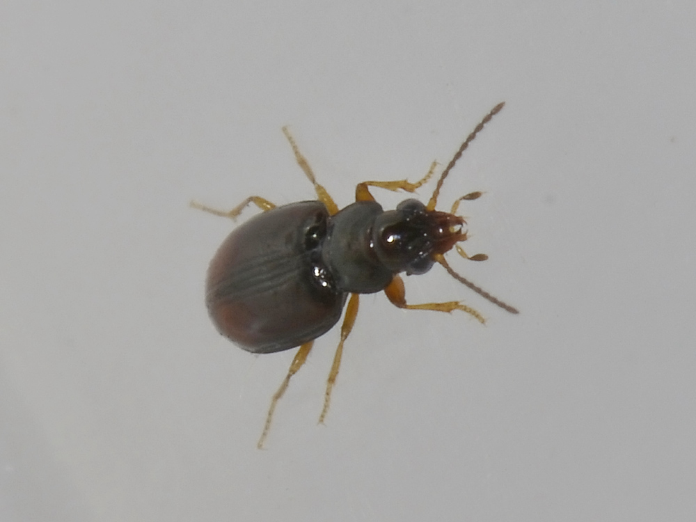 Sphaerotachys hoemorrhoidalis (Carabidae)